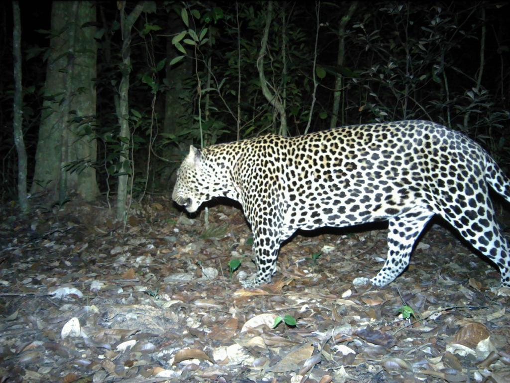 Ministère des eaux et forêts : « Améliorer la protection de la faune grâce à l’intelligence artificielle »