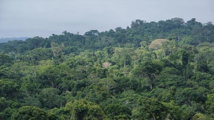 Semaine pleine d’activités pour la Journée internationale des forêts