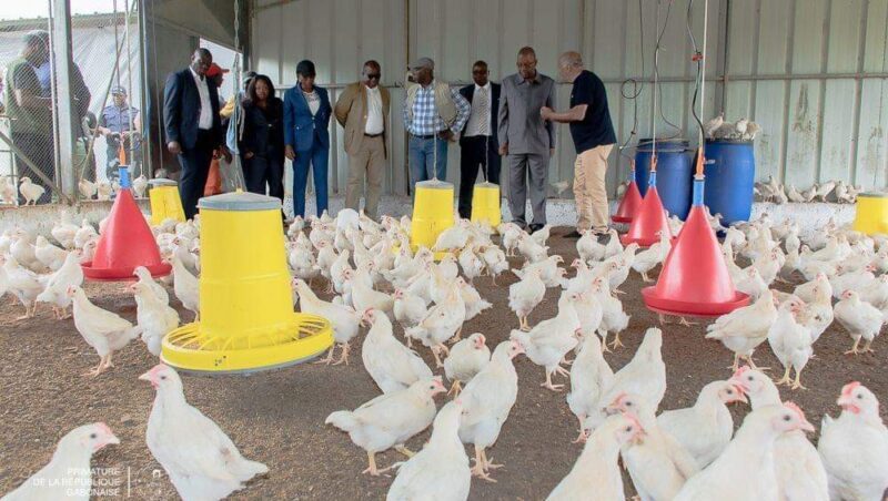 La ferme agro-pastorale de Ntoum à nouveau opérationnelle