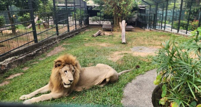 Le Parc Animalier d’Ali Bongo Ondimba s’ouvrira Bientôt au Public